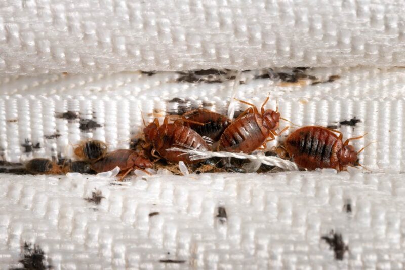 DIY pest control